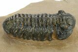 Phacopid (Acastoides) Trilobite - Foum Zguid, Morocco #359148-2
